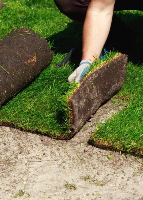 Sod Installation